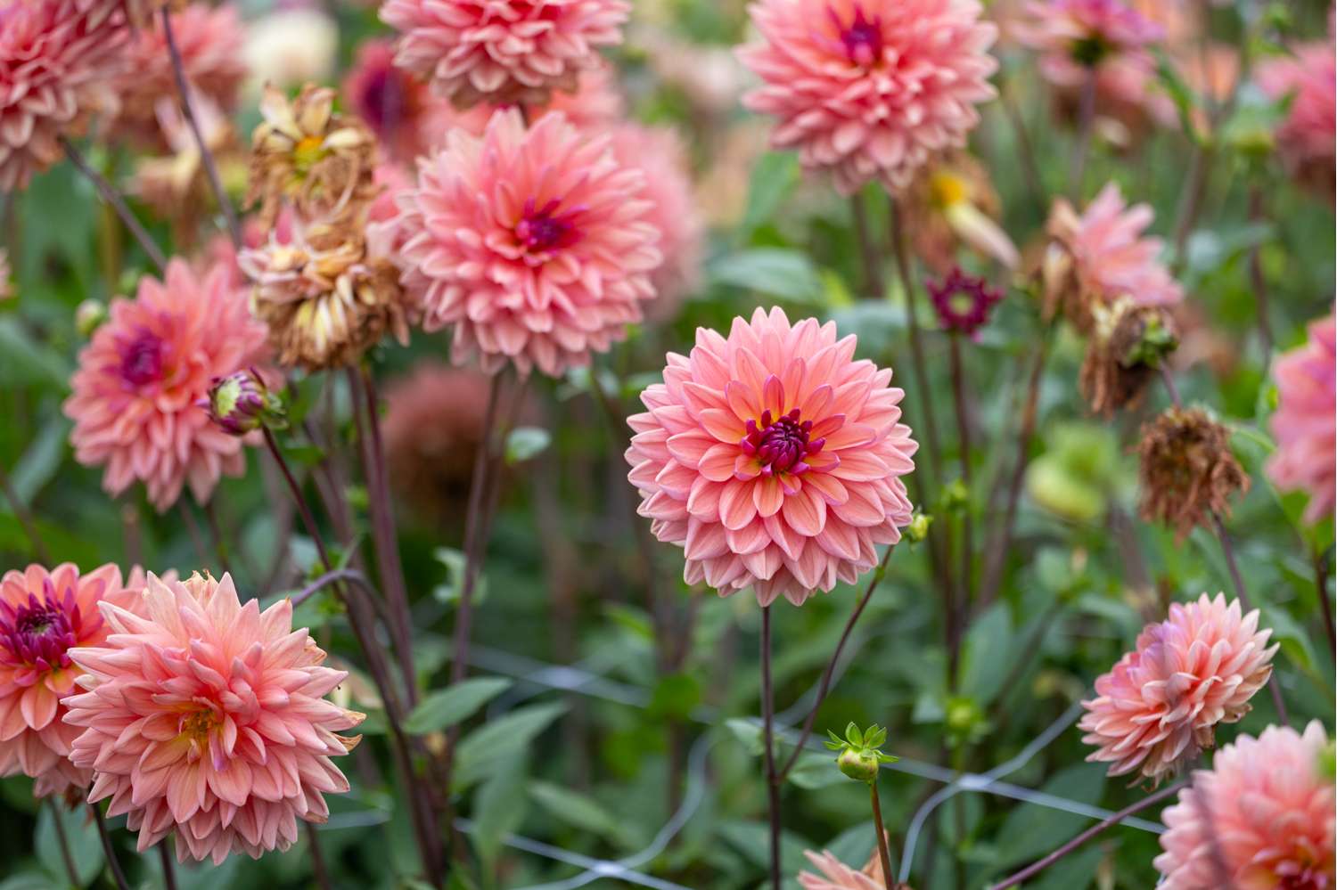 Dahlia 'Dutch Pearl'